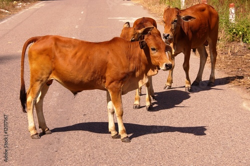 Young bulls in the middle of a road