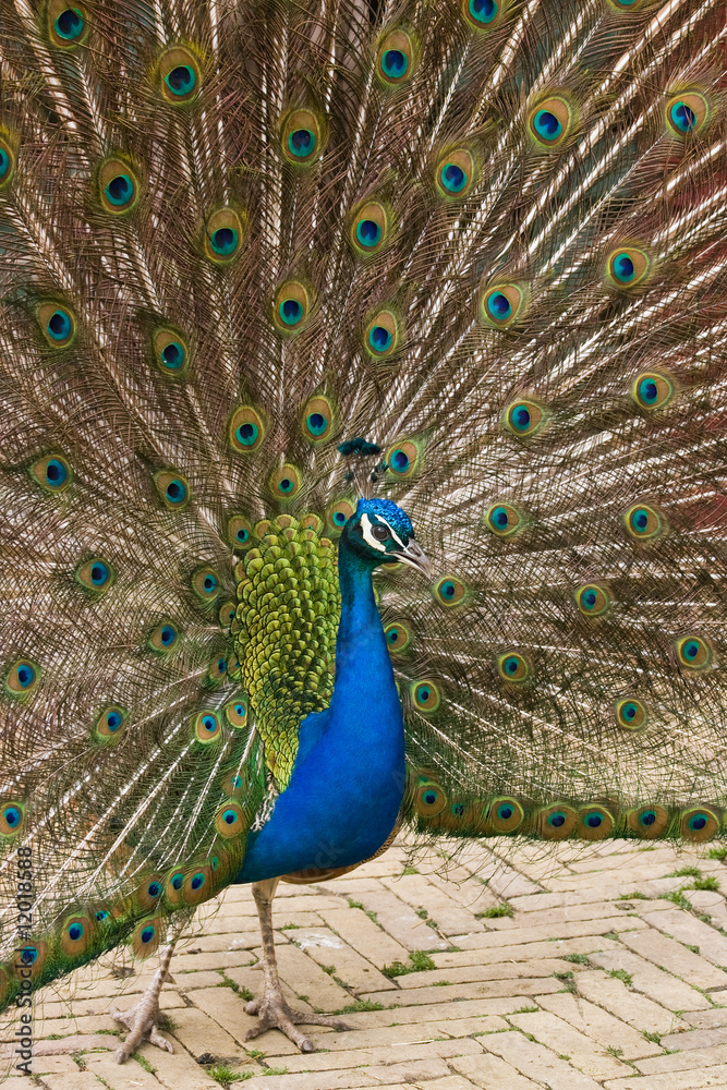 Obraz premium Peacock