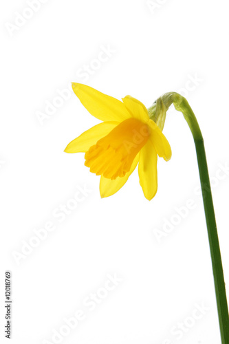 Single daffodil photo