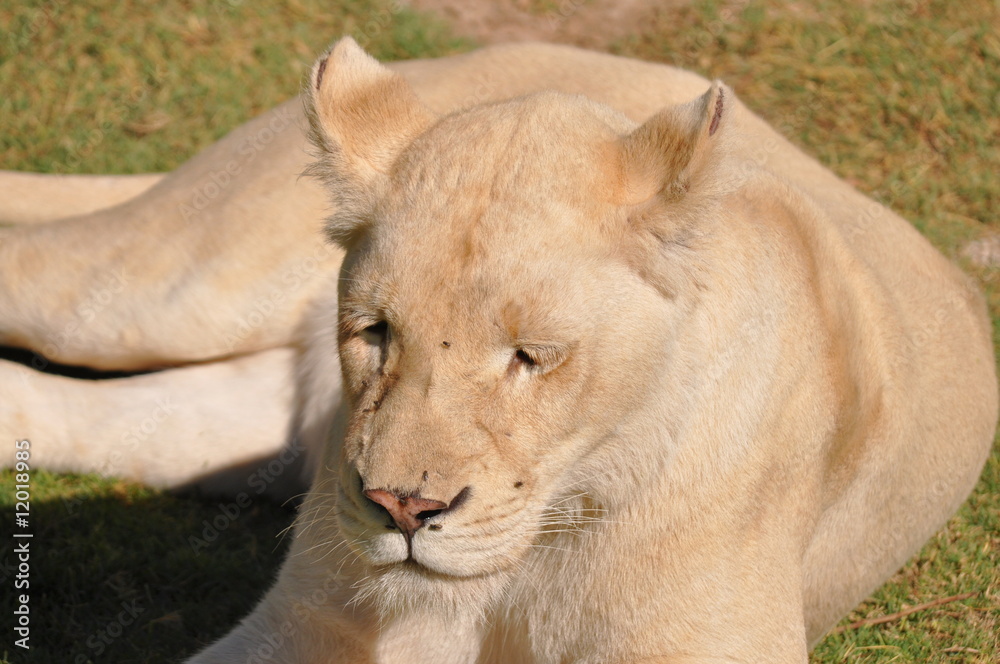 rare white lioness rare white lioness