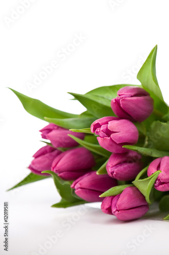 purple tulips on a white background