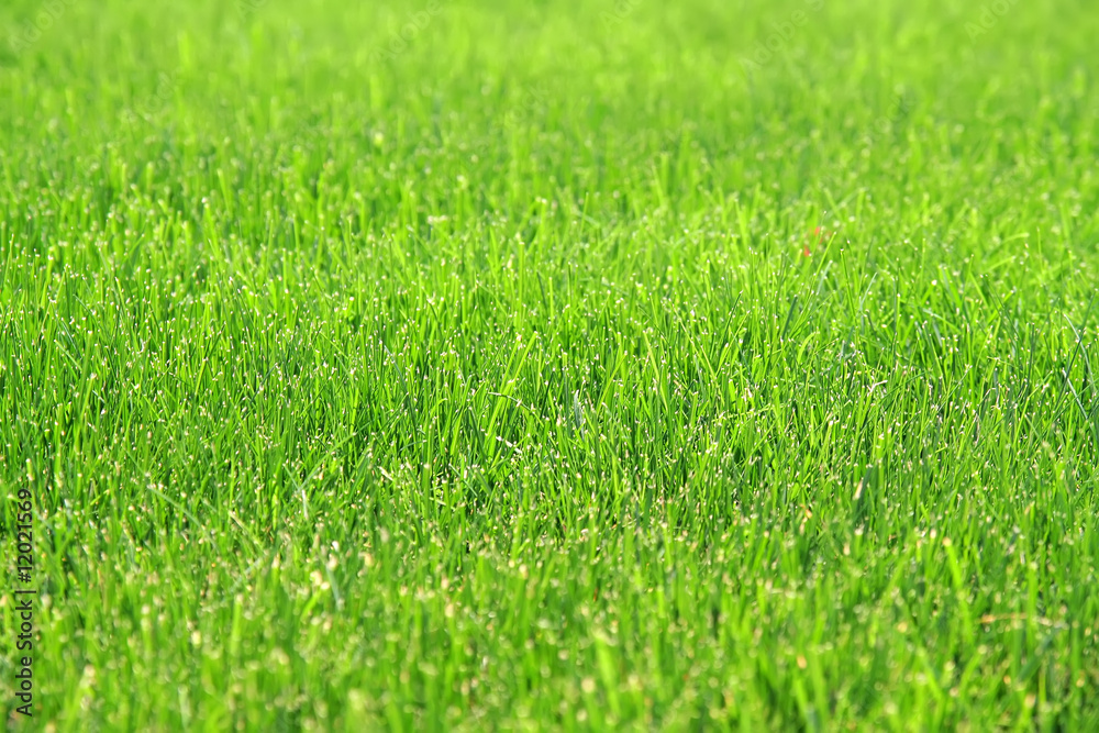 green lawn green lawn