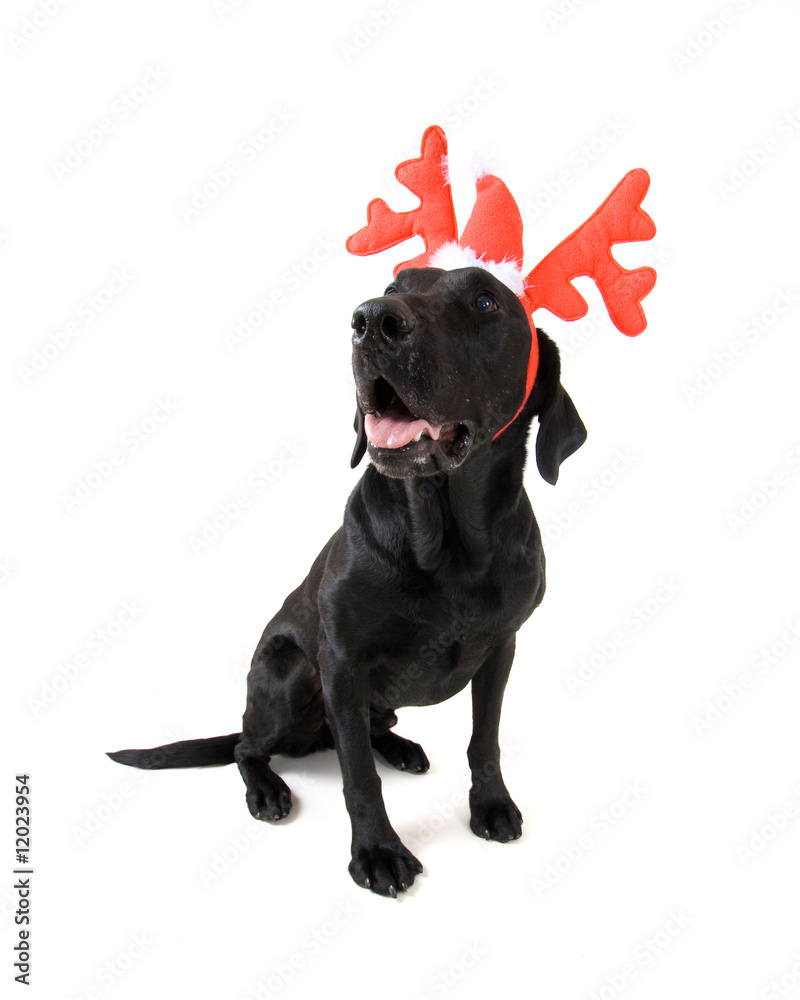 Obraz premium christmas dog