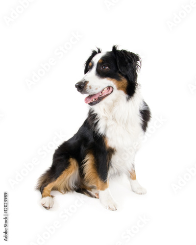 border collie dog © annette shaff