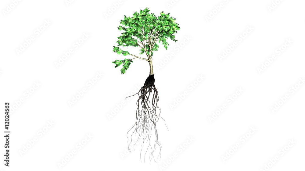 Evolution of a tree with a white background