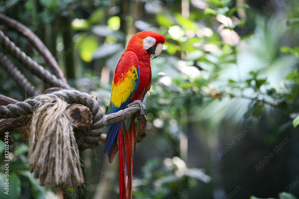 Obraz premium Parrot macaw in nature