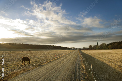 Horses on field