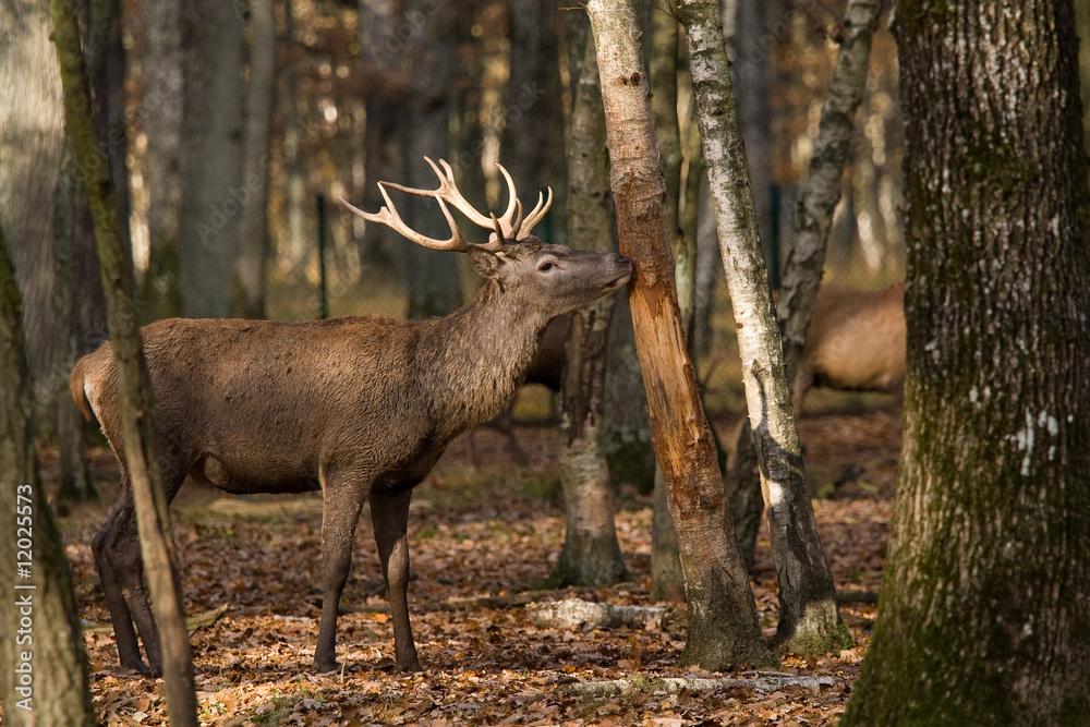 Cerf en forêt d'automne Cerf en forêt d'automne