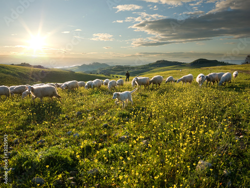 Fotografie, Obraz shepherd with dog and sheep that graze in flowered field at sunr