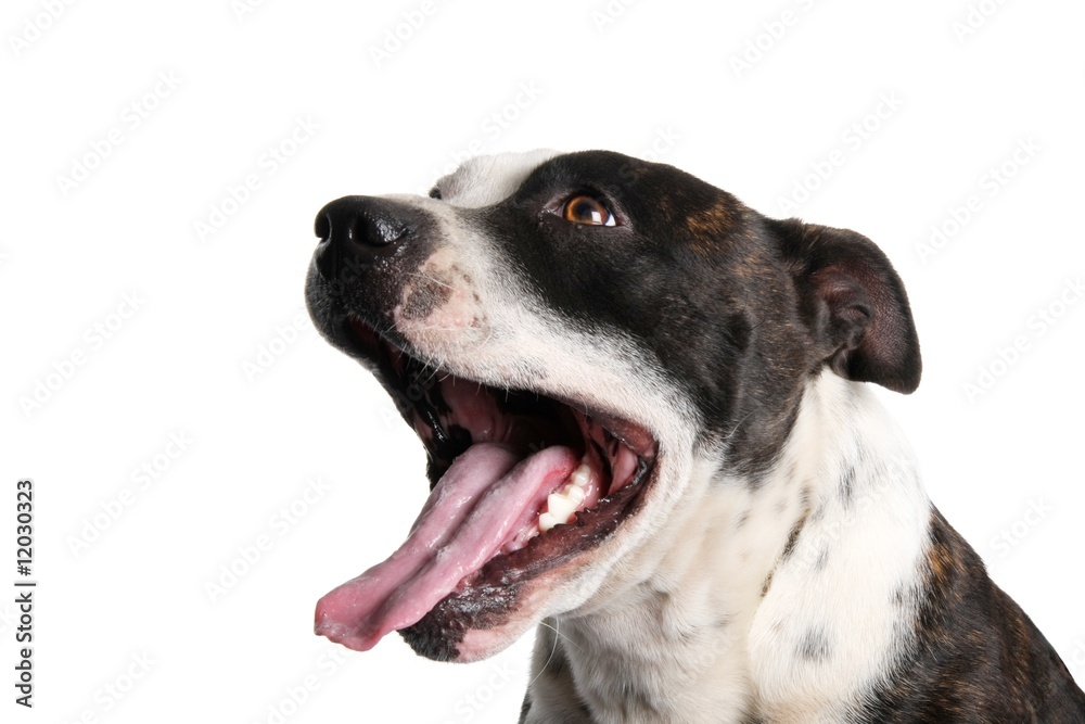 Staffie Dog Portrait
