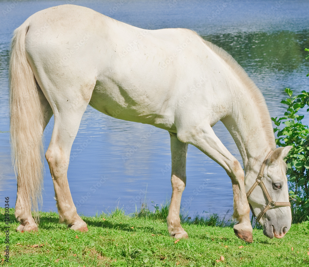 white beauty grazing by a lake white beauty grazing by a lake