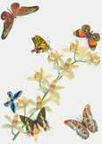 butterflies and ochids on light background