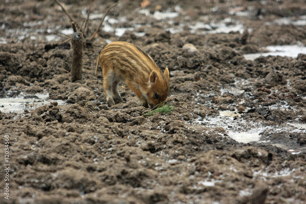 Obraz premium Wildschwein