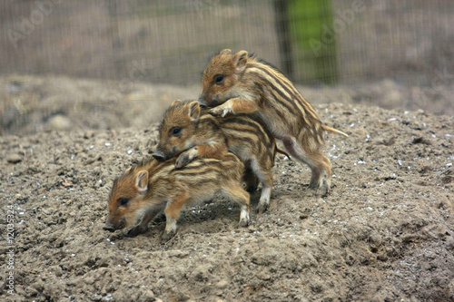 Wildschwein