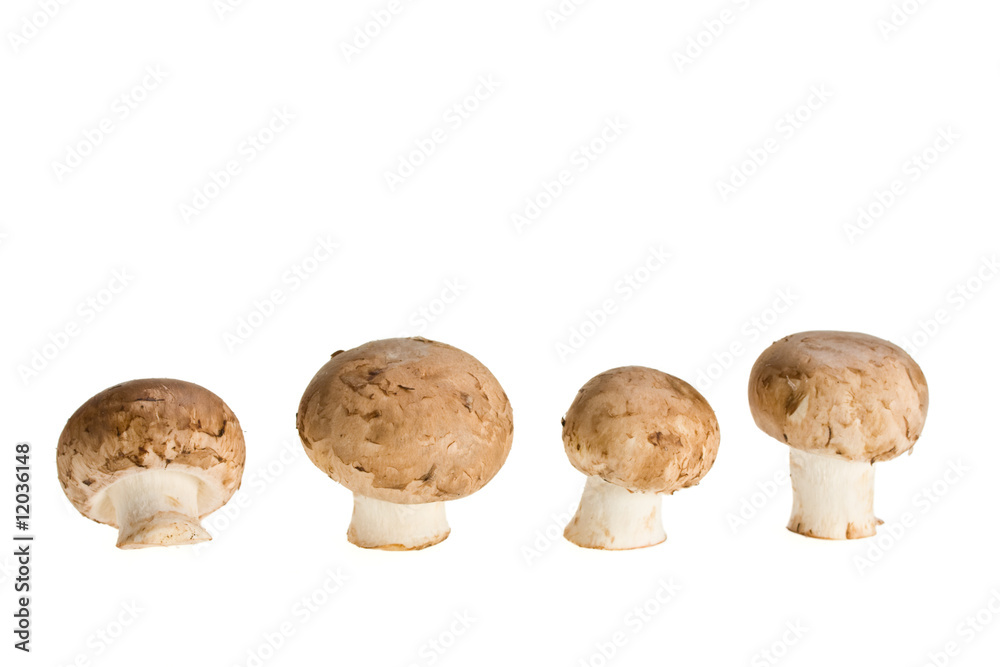 Vier Champignons isoliert auf weißem Hintergrund Vier Champignons isoliert auf weißem Hintergrund