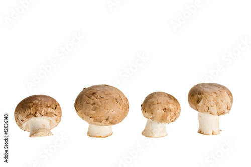 Vier Champignons isoliert auf weißem Hintergrund photo