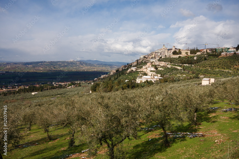 Trevi tra gli ulivi Trevi tra gli ulivi