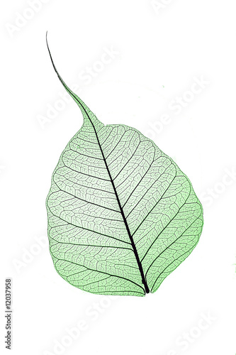 leaf