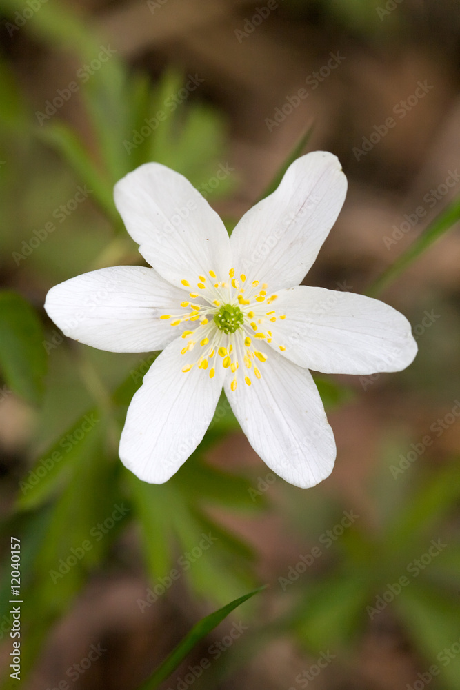 anemone close-up anemone close-up