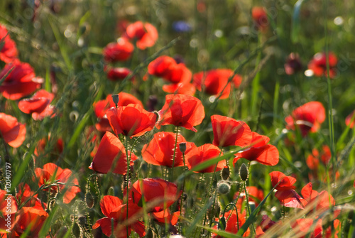 Orange-poppies