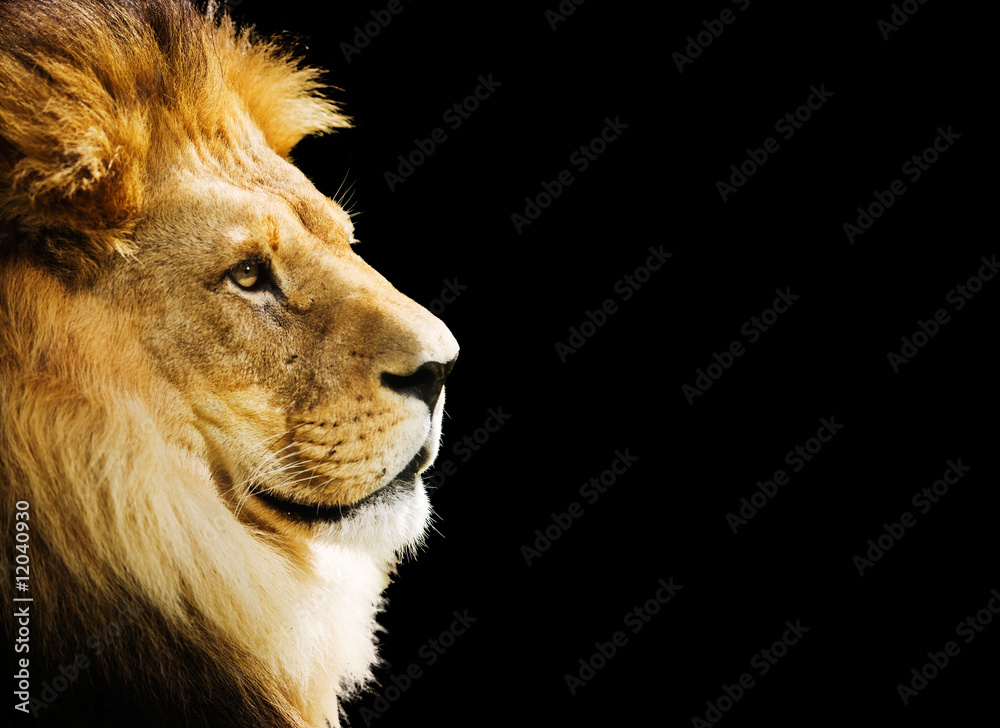 Naklejka premium Portret lwa z miejsca na kopię na czarnym tle