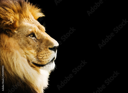 Lion portrait with copy space on black background