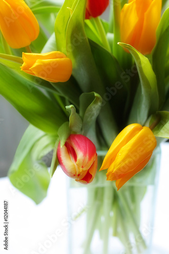 Tulips in the glass vase
