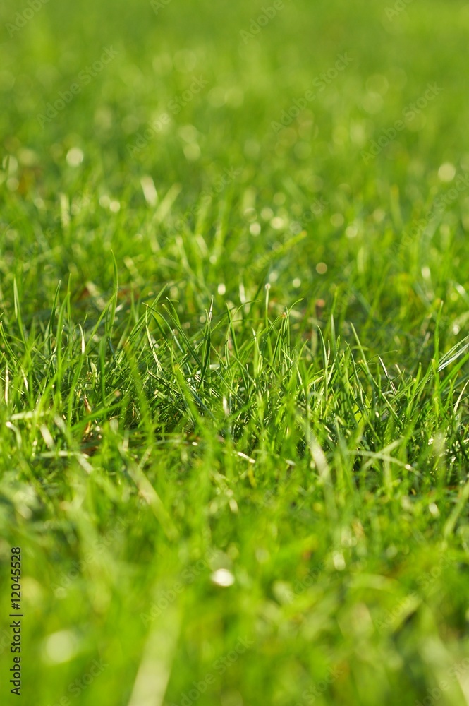 Young juicy green grass Young juicy green grass
