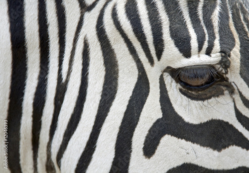 portrait of a zebra