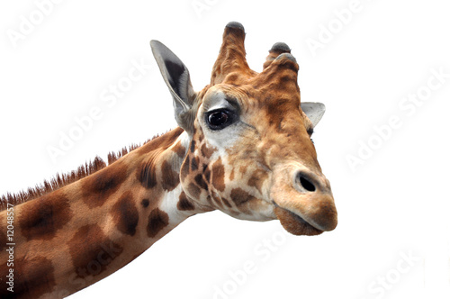 Canvas Print Giraffe looking into the camera
