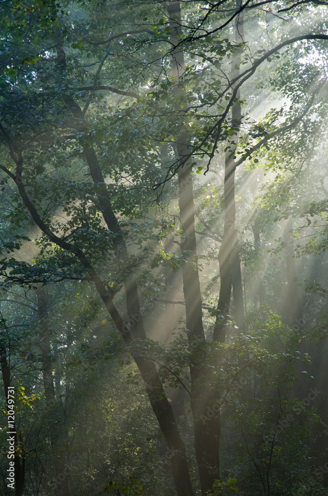 Misty forest at morning Misty forest at morning