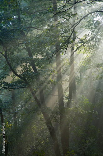Misty forest at morning