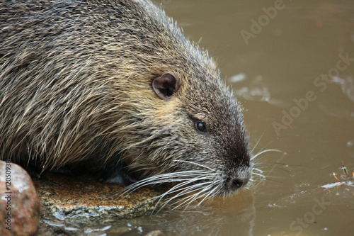 Nutria