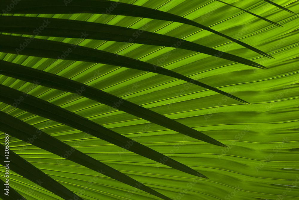 Naklejka premium Abstract palm leafs