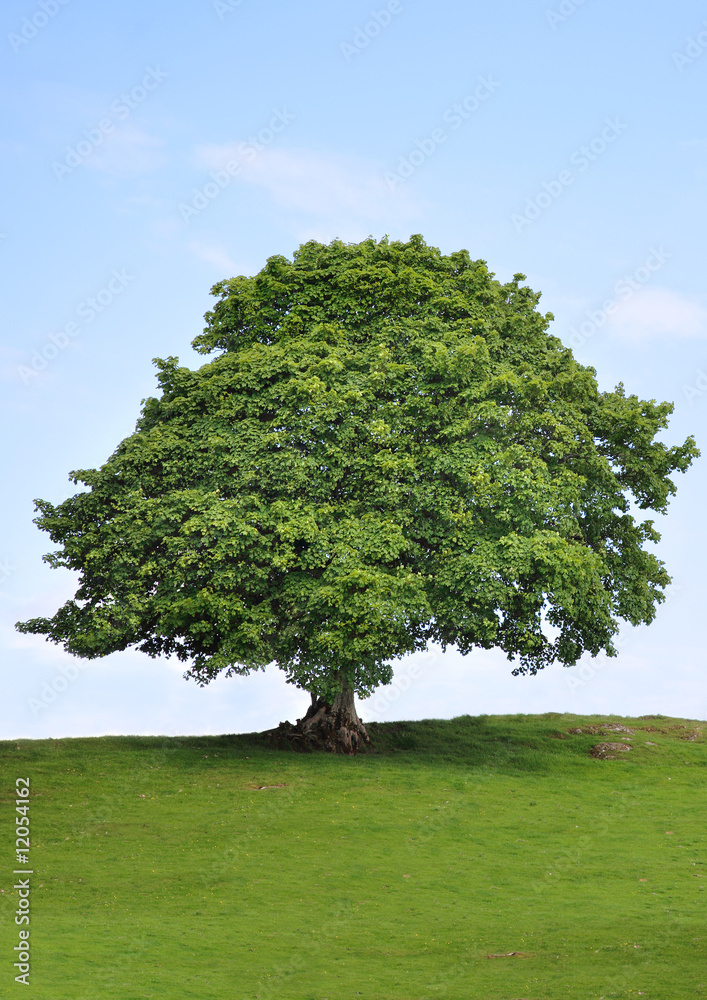 Obraz premium Sycamore Tree Beauty