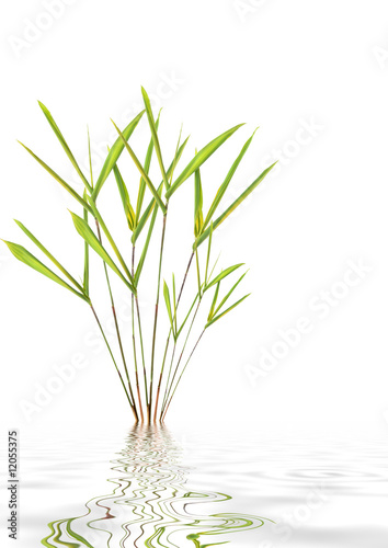 Bamboo Leaf Grass Beauty