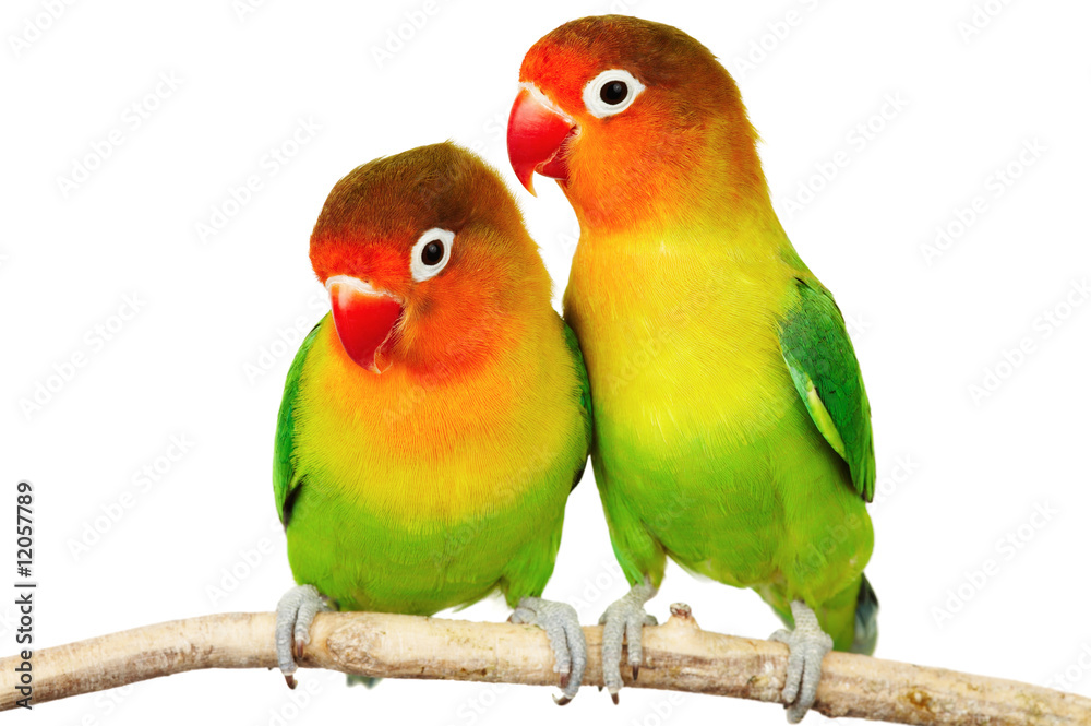 Naklejka premium Pair of lovebirds