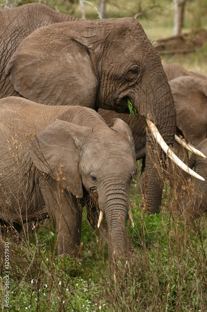 Fototapeta premium Family of elephants - the largest land animals.