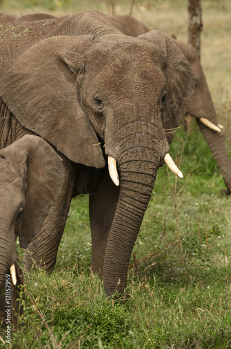 Family of elephants - the largest land animals.