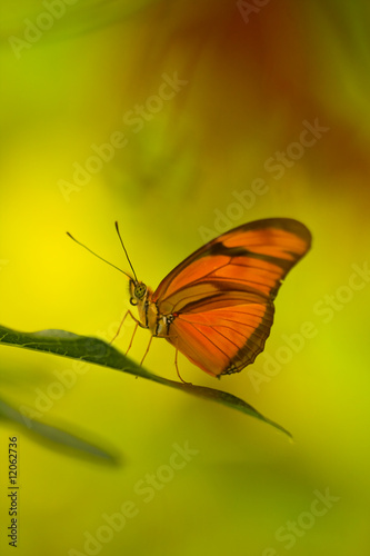 Tropical butterfly on leaf © Henrik Larsson