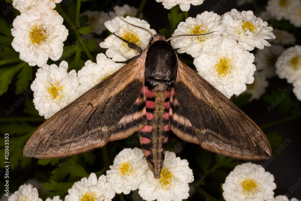 Obraz premium Privet hawkmoth on white flowers