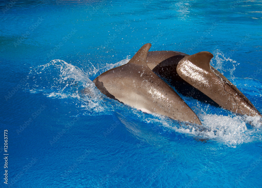 Fototapeta premium Two grey dolphins swimming in a blue water