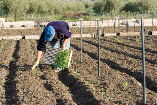 countryman placing young plants in land
