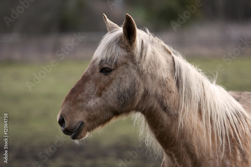 Animal de ferme