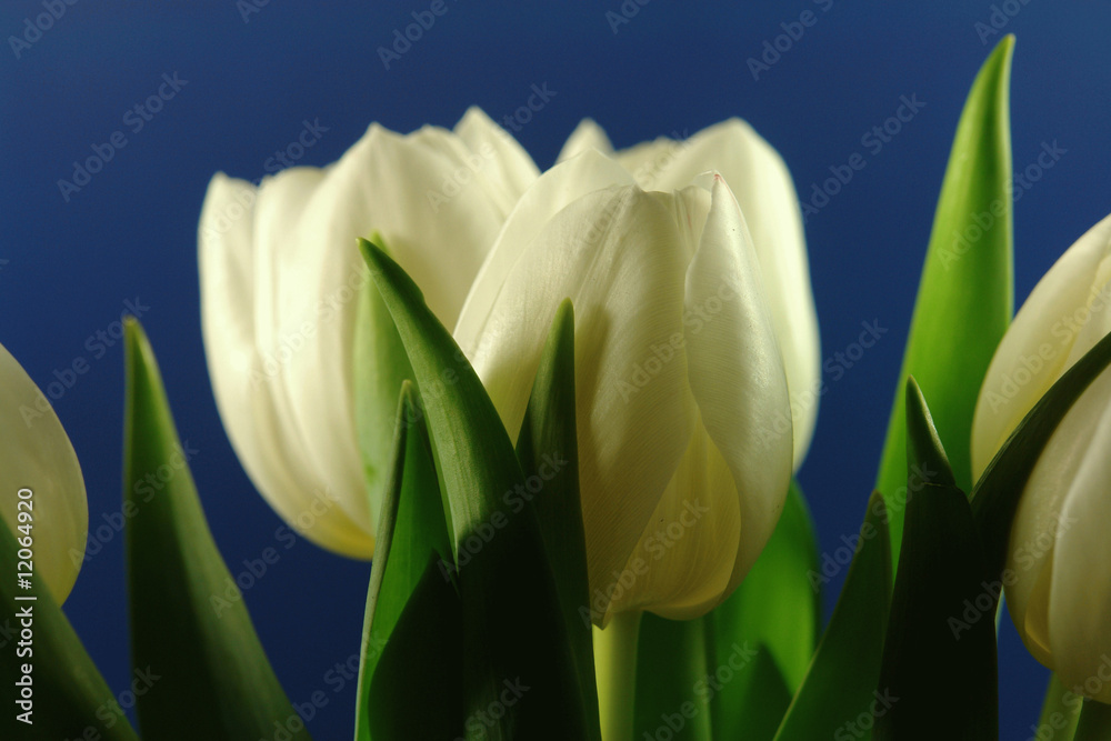 Naklejka premium Tulipany