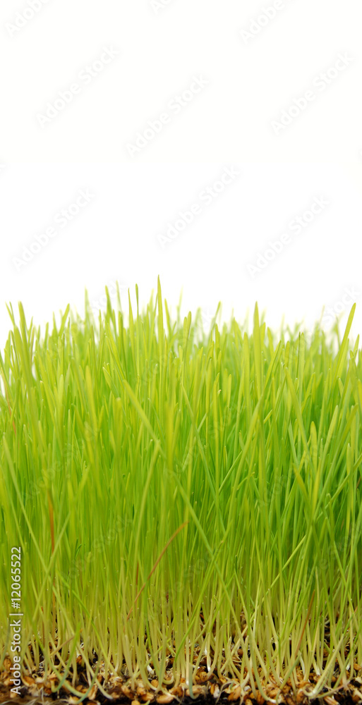Fototapeta premium Wheatgrass up close