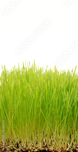 Wheatgrass up close