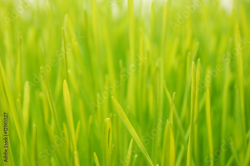Wheatgrass up close