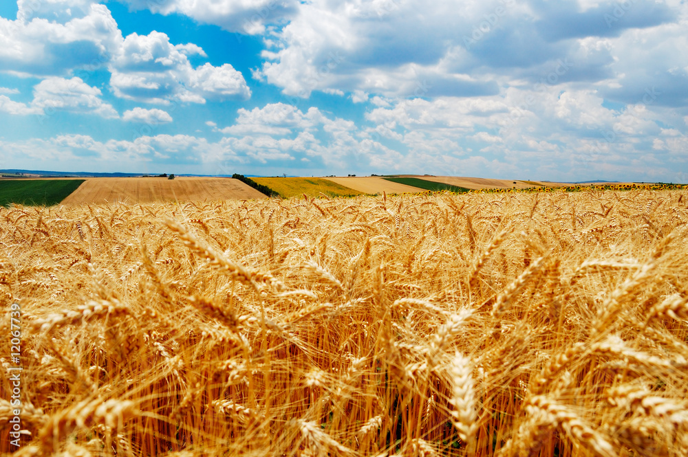 Golden wheat under cloudy blue sky