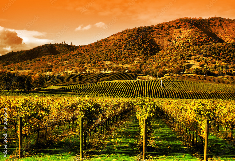 Naklejka premium Rows of Grape Vines in Vineyard at Sunset
